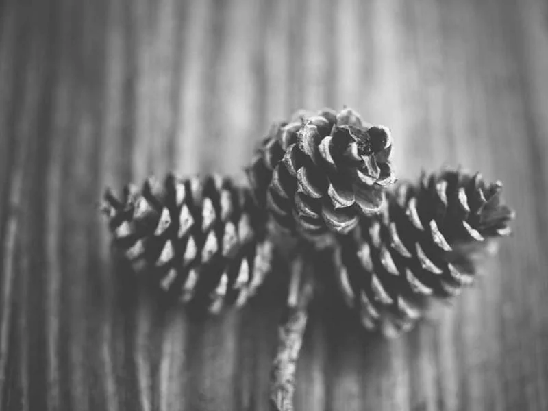 고촌읍변기막힘