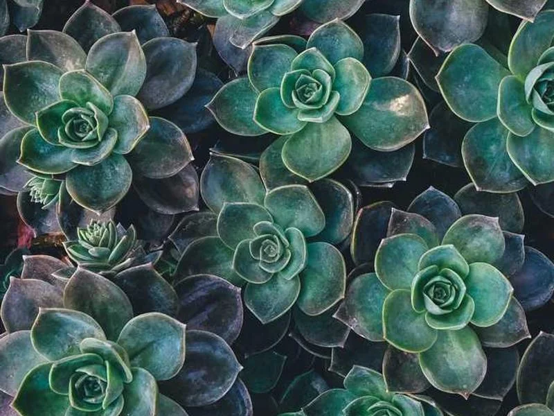 대곶면하수구막힘