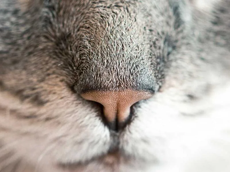 대곶면하수구막힘